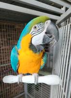 Olie pappegaai, Papegaai