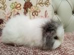 Duo prachtige  ch Teddy cavias, Dieren en Toebehoren, Cavia, Mannelijk, Juli, Tam