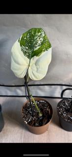 Philodendron gloriosum tricolor variegata, Ophalen, 200 cm of meer, Overige soorten, Halfschaduw