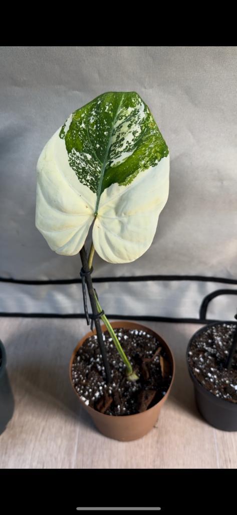 Philodendron gloriosum tricolor variegata, Huis en Inrichting, Kamerplanten, Overige soorten, 200 cm of meer, Bloeiende kamerplant