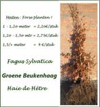 FORSE BEUKENHAAGPLANTEN: MAAT 1,5 METER: 4€/Stuk, Ophalen, Beukenhaag, Haag, 100 tot 250 cm