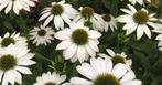 Echinacea powpow White, Tuin en Terras, Planten | Tuinplanten, Ophalen, Vaste plant