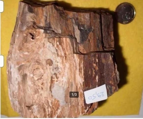 prachtig ruw stuk VERSTEEND HOUD, Collections, Minéraux & Fossiles, Enlèvement ou Envoi