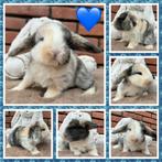 Prachtige lieve jonge Franse hangoor konijnen tam+raszuiver, Meerdere dieren, Groot, 0 tot 2 jaar, Hangoor