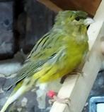 Man 2025. F1–Wilde/Timbrato 35€