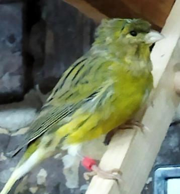 Man 2025. F1–Wilde/Timbrato 35€ beschikbaar voor biedingen