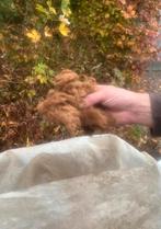 Kwaliteitsvolle alpacawol gratis op te halen, Dieren en Toebehoren, Schapen, Geiten en Varkens, Meerdere dieren, 3 tot 5 jaar