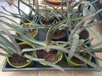 vetplanten Gasteria verrucosa, Maison & Meubles, Plantes d'intérieur, Enlèvement, Plante succulente