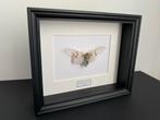 Cigale Blanche Fantôme véritable -Ayuthia spectabile- Cadre, Collections, Insecte, Animal empaillé, Enlèvement ou Envoi, Neuf