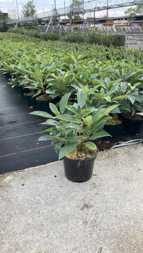 Viburnum davidii, Hagen en sierheesters (niet beschikbaar), Tuin en Terras, Planten | Struiken en Hagen, Haag, Overige soorten