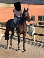 4y merrie Pegase van ’t Ruytershof –projectpaard / fokmerrie, Dieren en Toebehoren, Paarden, Merrie, Springpaard, Zadelmak, 3 tot 6 jaar