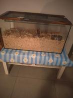 Hamsterkooi (groot+sterk glas) met verluchte afsluiting, Kooi, Gebruikt, Hamster, 75 tot 110 cm