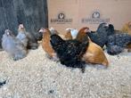 Jonge tamme Cochin kriel kippen - Gesekst en Ingeënt, Dieren en Toebehoren, Pluimvee, Meerdere dieren, Kip