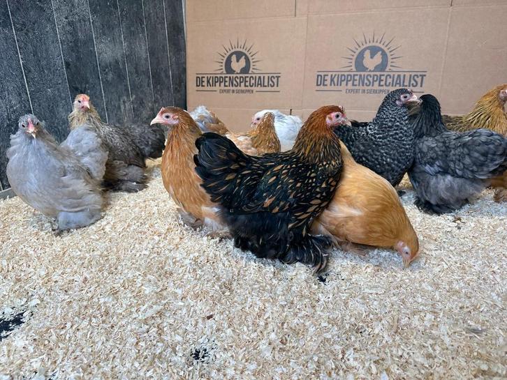 Jonge tamme Cochin kriel kippen - Gesekst en Ingeënt, Dieren en Toebehoren, Pluimvee, Kip, Meerdere dieren