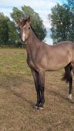 🔥Knappe jaarling🔥, Dieren en Toebehoren, Paarden, Springpaard, Gechipt, Niet van toepassing, 0 tot 2 jaar