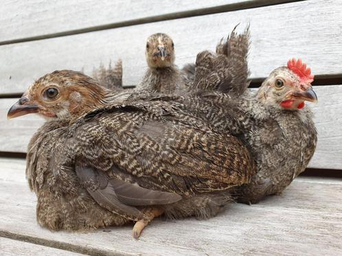 Trio 1:2 chabo meerzomig zilverpatrijs, Dieren en Toebehoren, Pluimvee, Kip, Meerdere dieren
