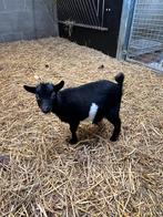 Dwerggeitjes, Dieren en Toebehoren