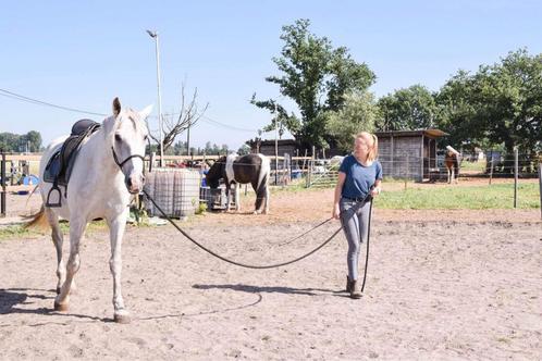 Zadelmak maken, doorrijden, probleemgedrag,… bij u thuis, Animaux & Accessoires, Chevaux, Ne s'applique pas