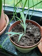 Graslelie / chlorophytum (stekjes), Huis en Inrichting, Kamerplanten, Overige soorten, Minder dan 100 cm, Halfschaduw, Bloeiende kamerplant