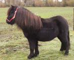 3.5 jarige shetland ruin 🩵, Dieren en Toebehoren, Ruin, Ontwormd