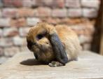 Minilop rammelaar (transport mogelijk), Mannelijk, Dwerg, Hangoor, 0 tot 2 jaar