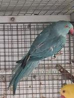 Blauwe halsbandparkiet pop 2025, Dieren en Toebehoren, Vogels | Parkieten en Papegaaien, Vrouwelijk, Parkiet, Geringd