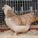 Faverolles naine allemande : poussins et œufs à couver, Animaux & Accessoires, Poule ou poulet, Sexe inconnu