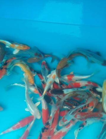 koi A 21-25cm beschikbaar voor biedingen