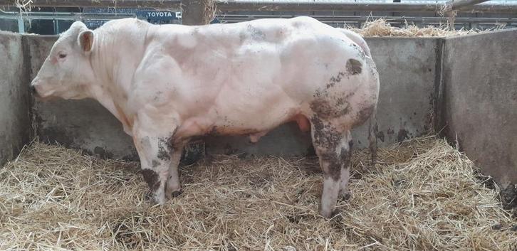 Stamboek Dekstieren Vrij van gebreken., Dieren en Toebehoren, Runderen