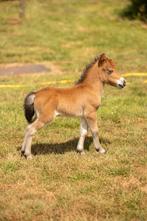 Hengstenveulen, Dieren en Toebehoren, Pony's