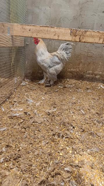 Brahma hanen