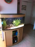 Aquarium, Dieren en Toebehoren, Ophalen, Gebruikt, Gevuld zoetwateraquarium