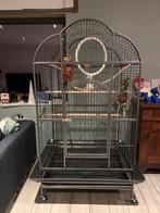 Nieuw! Papegaaienkooi Hyacint met toebehoren, Dieren en Toebehoren, Papegaai