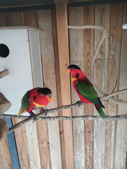 Prachtig koppel groenstaartloris, Dieren en Toebehoren, Vogels | Parkieten en Papegaaien, Meerdere dieren, Geringd