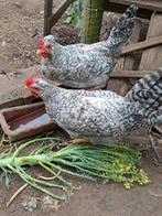 Cream legbar hanen, Dieren en Toebehoren, Pluimvee