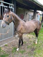 Jaarling ruin, Dieren en Toebehoren, Paarden, Springpaard, Minder dan 160 cm, Gechipt, Ruin