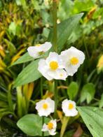 Pijlkruid (Sagittaria sagittifolia), Tuin en Terras, Planten | Tuinplanten, Vaste plant, Ophalen of Verzenden, Halfschaduw, Zomer