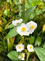 Pijlkruid (Sagittaria sagittifolia), Enlèvement ou Envoi, Mi-ombre, Plantes de bassin, Été