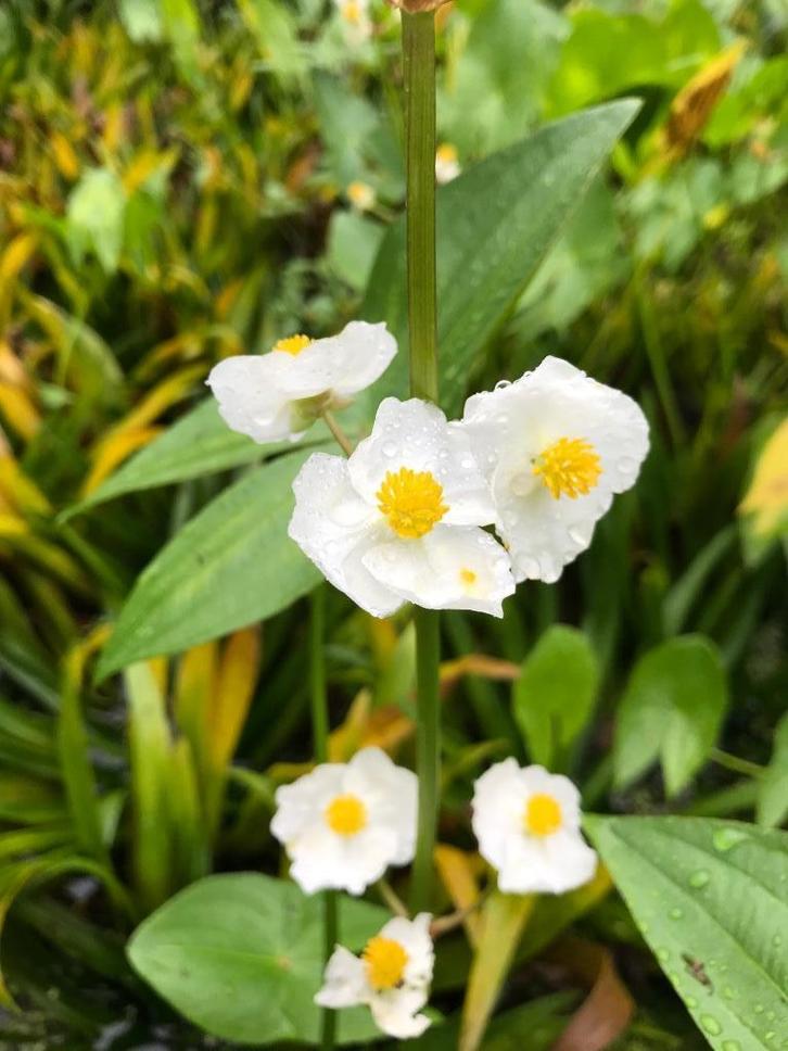 Pijlkruid (Sagittaria sagittifolia), Tuin en Terras, Planten | Tuinplanten, Vaste plant, Vijverplanten, Halfschaduw, Zomer, Ophalen of Verzenden