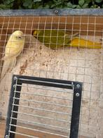 Kakariki’s, Dieren en Toebehoren