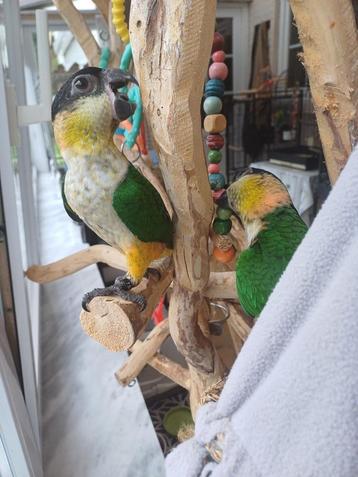 Zwartkop Caique's beschikbaar voor biedingen