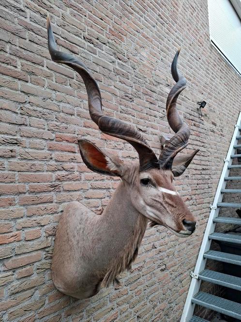 Opgezette kop kudu taxidermie schedel gewei hert afrika, Verzamelen, Dierenverzamelingen, Gewei of Kop, Wild dier, Ophalen