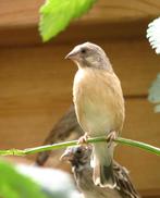 Crithagra citrinipectus, Citroenborst Edelzanger, Vrouwelijk, Tropenvogel, Geringd