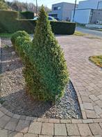 BUIS PLANTE, Tuin en Terras, Planten | Struiken en Hagen, Ophalen, Buxus, Struik, 100 tot 250 cm