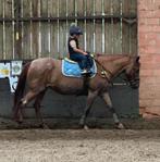 Gezocht B beginnerspony, Dieren en Toebehoren, Paarden, B
