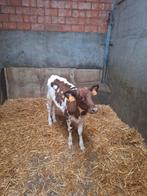 Mooie roodbont vaars