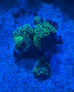 Rhodactis indosinensis