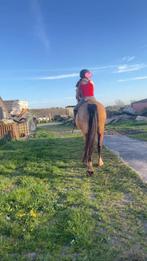 Verzorg paardje/pony/shetlander gezocht!, Ophalen of Verzenden