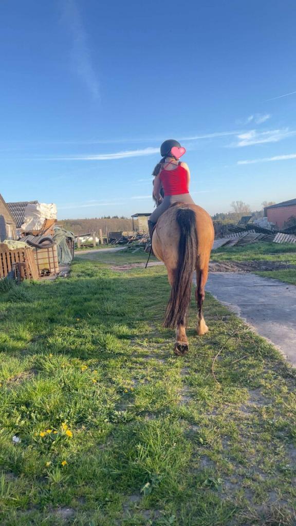 Verzorg paardje/pony/shetlander gezocht!, Dieren en Toebehoren, Paarden en Pony's | Verzorgingsproducten, Ophalen of Verzenden