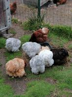 Cochin kriel hennetjes, zelf uit te kiezen, Dieren en Toebehoren, Pluimvee, Vrouwelijk, Kip